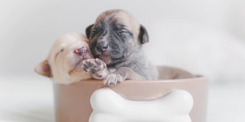 Puppy & Kitten Vet in Warner Robins, GA